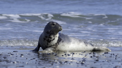 Seals / Zeehonden