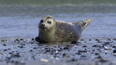 Gewone zeehond / Harbor seal
