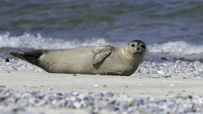 Gewone zeehond / Harbor seal