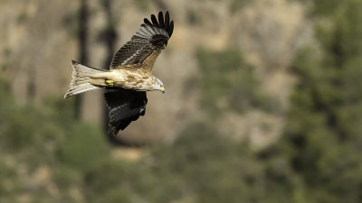 Red Kite / Rode Wouw
