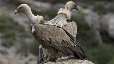 Griffon Vulture / Vale Gier