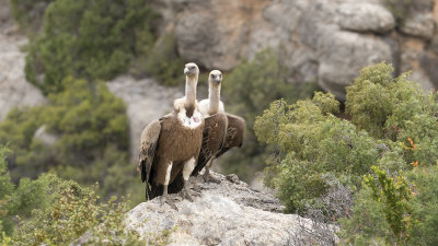 Vale gier / Griffon vulture