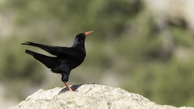 Red-billed chough 3.jpg