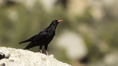 Red-billed chough 5.jpg