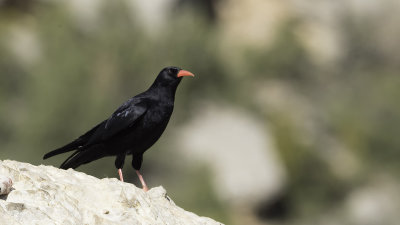 Red-billed chough 4.jpg