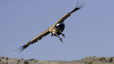 Vale gier / Griffon vulture