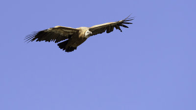 Vale gier / Griffon vulture