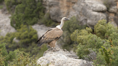 Vale gier / Griffon vulture