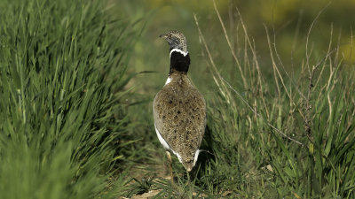 Little Bustard / Kleine Trap