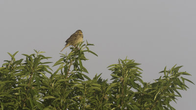 Grauwe gors / Corn bunting