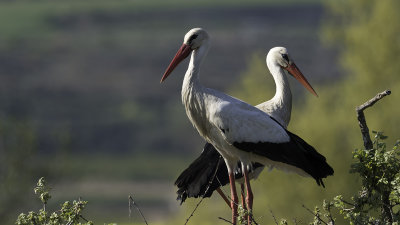 White Stork / Ooievaar