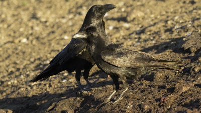 Common raven 2.jpg