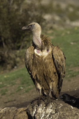 Vale gier / Griffon vulture