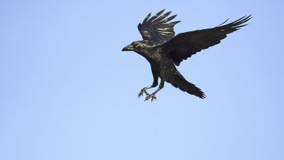 Common raven 3.jpg