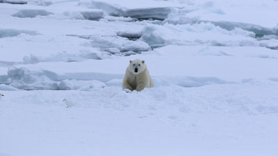 IJsbeer / Polar bear