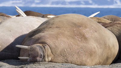 Walrus / Walrus