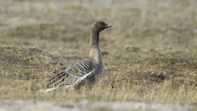 Pink-footed goose / Kleine rietgans