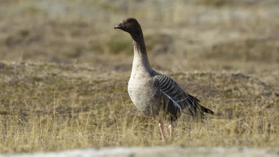 Pink-footed goose 2.jpg