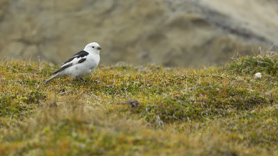 Sneeuwgors / Snow bunting