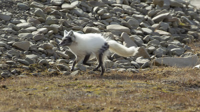 Arctic fox / Poolvos
