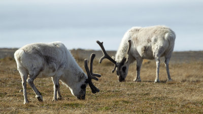 Svalbard Reindeer / Spitsbergen Rendier