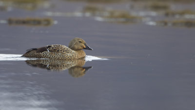 King eider2.jpg