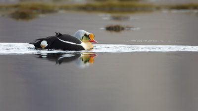 King eider 3.jpg