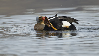 King eider 6.jpg