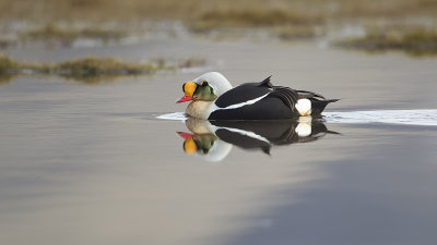 King eider 5.jpg