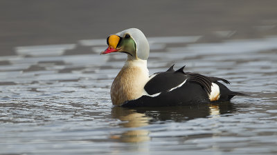 King eider 7.jpg
