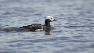 Long-tailed Duck / IJseend