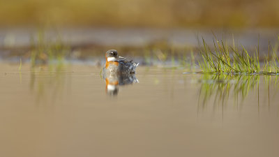 Red-necked Phalarope / Grauwe Franjepoot