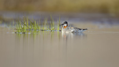 Red-necked Phalarope / Grauwe Franjepoot