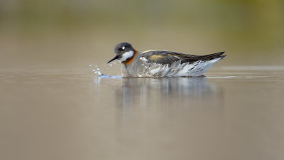 Red-necked Phalarope / Grauwe Franjepoot