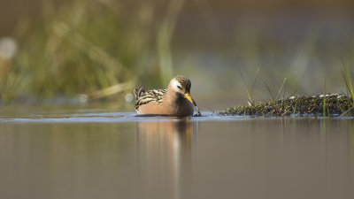 Red Phalarope / Rosse Franjepoot