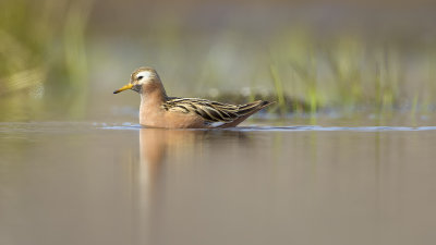Red Phalarope / Rosse Franjepoot
