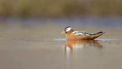 Red Phalarope / Rosse Franjepoot