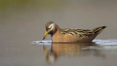 Red Phalarope / Rosse Franjepoot