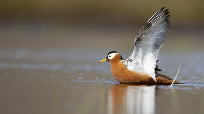 Red Phalarope / Rosse Franjepoot