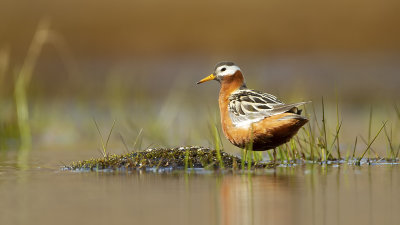 Red Phalarope / Rosse Franjepoot