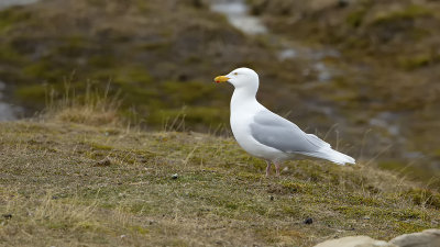 Glaucous Gull / Grote Burgemeester