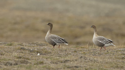 Pink-footed goose 3.jpg