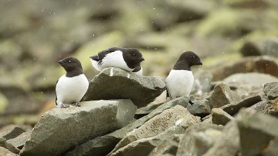 Little auk 4.jpg