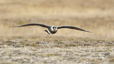 Parasitic jaeger 2.jpg