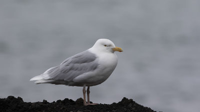 Glaucous Gull / Grote Burgemeester