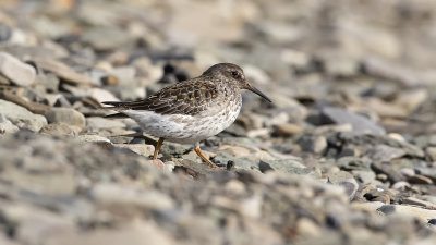 Purple Sandpiper / Paarse Strandloper