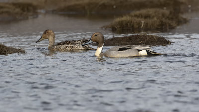 Northern pintail 2.jpg