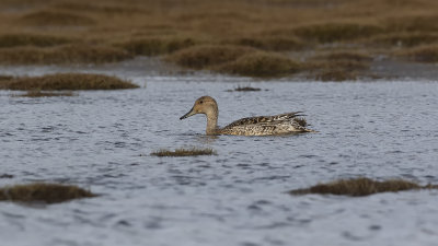 Northern pintail 3.jpg