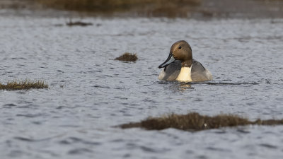 Northern pintail 4.jpg