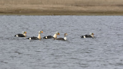 King eider 8.jpg